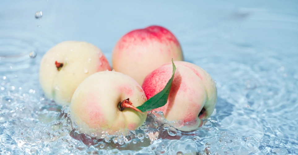 貓咪 水果 安全 貓咪 水果 安全