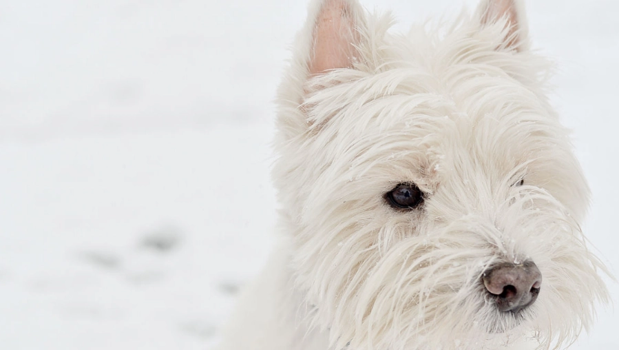 西高地白梗聰明嗎