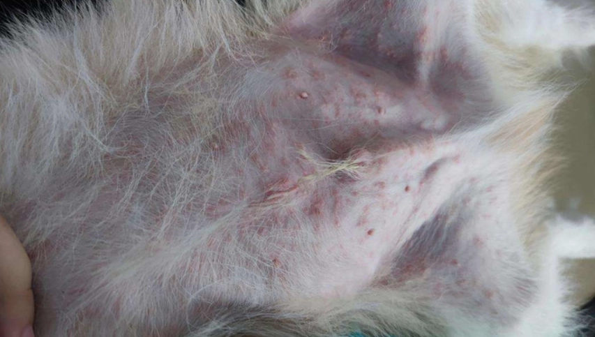 狗狗黴菌感染症狀