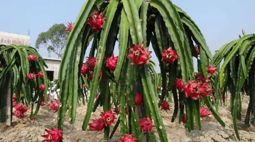 貓咪 水果 安全 貓咪 水果 安全