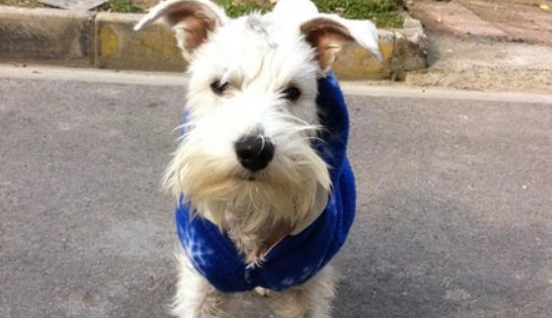 小型犬飼養方法