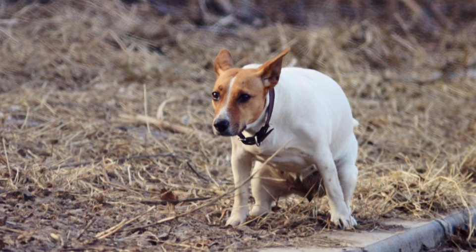 狗狗腸胃炎治療 狗狗腸胃炎治療