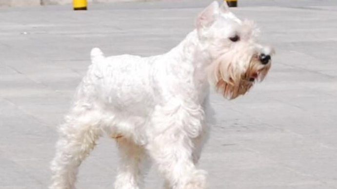 雪納瑞美容技巧