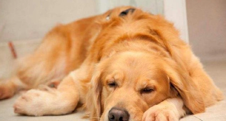 狗狗腸胃炎 狗狗腸胃炎