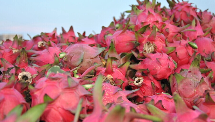 貓咪可以吃火龍果嗎？獸醫分析餵食重點與潛在風險