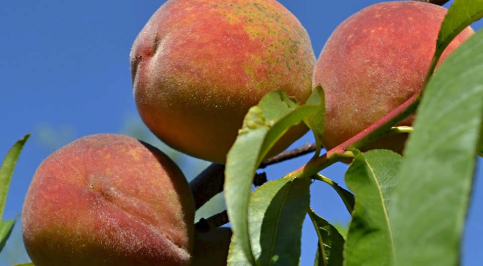 貓咪可以吃水蜜桃嗎？獸醫解答安全餵食指南與禁忌