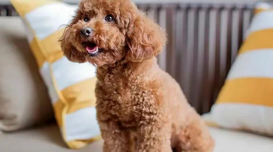 泰迪犬行為問題