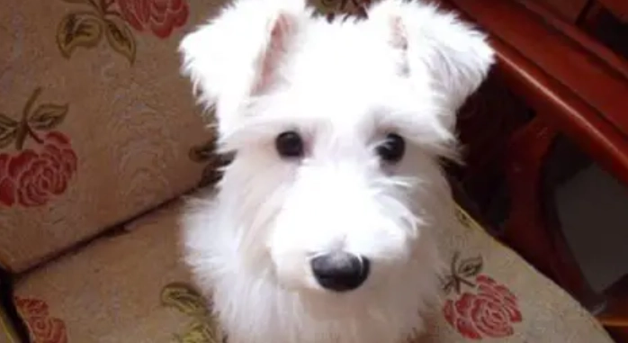 小型犬飼養方法