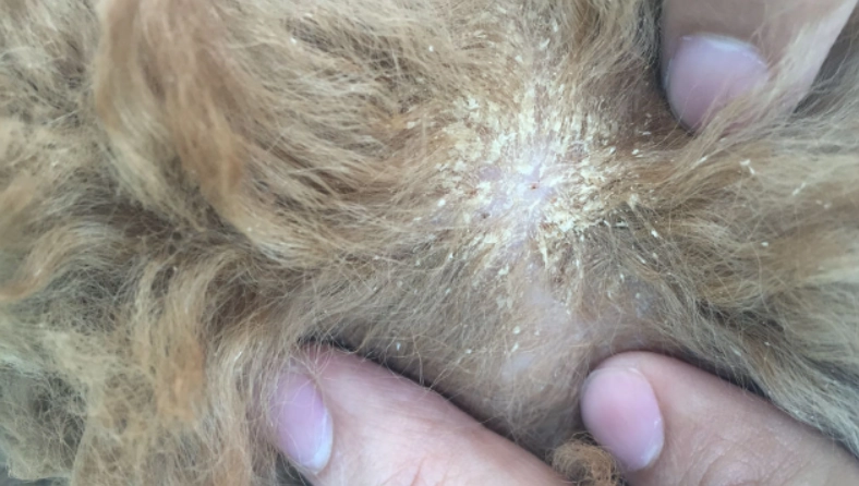 狗狗皮膚乾燥皮屑