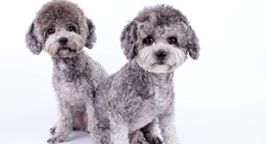 泰迪犬飼養困難