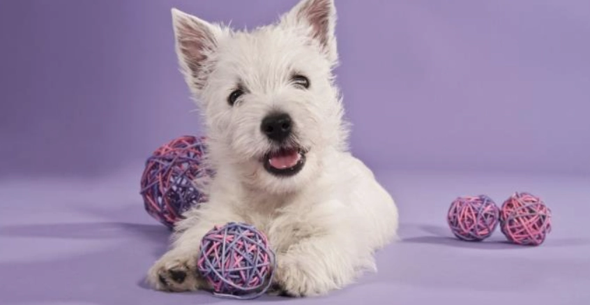 西高地白梗聰明嗎