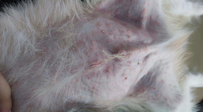 狗狗皮膚病居家護理