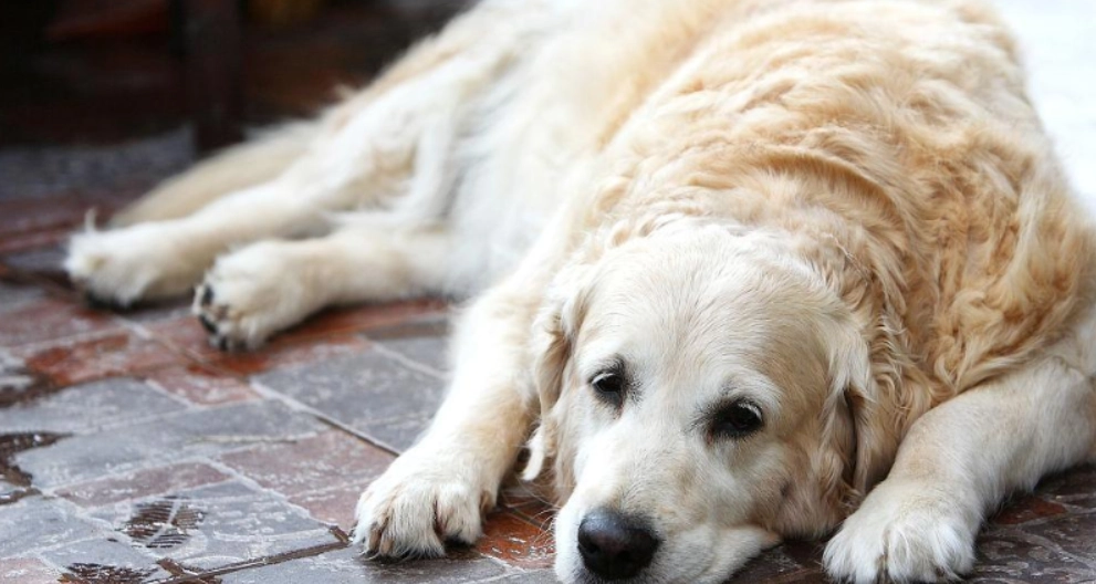 狗狗腸胃炎症狀