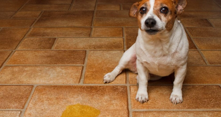 狗狗膀胱結石一定要開刀嗎