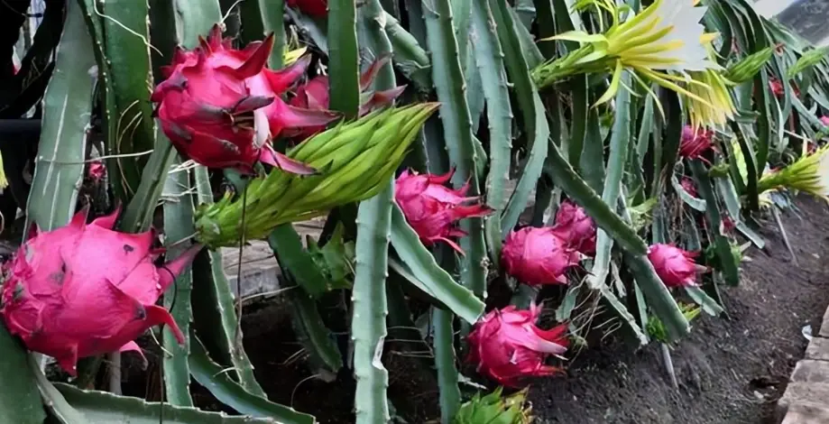 貓咪 火龍果 貓咪 火龍果