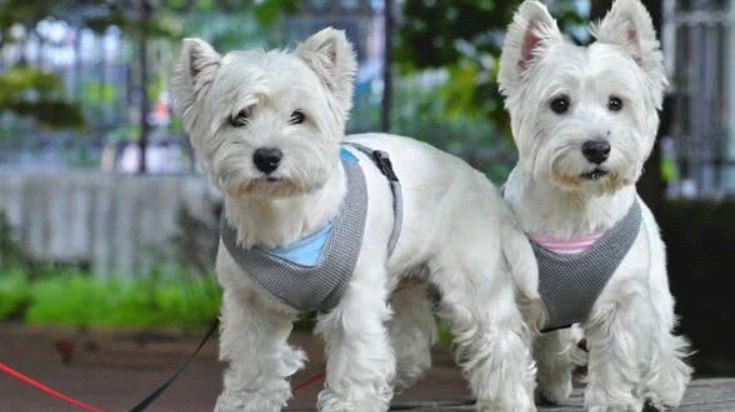 西高地白梗健康照護