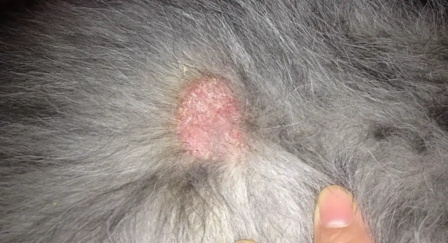 狗狗皮膚濕疹全攻略：症狀、治療與預防方法