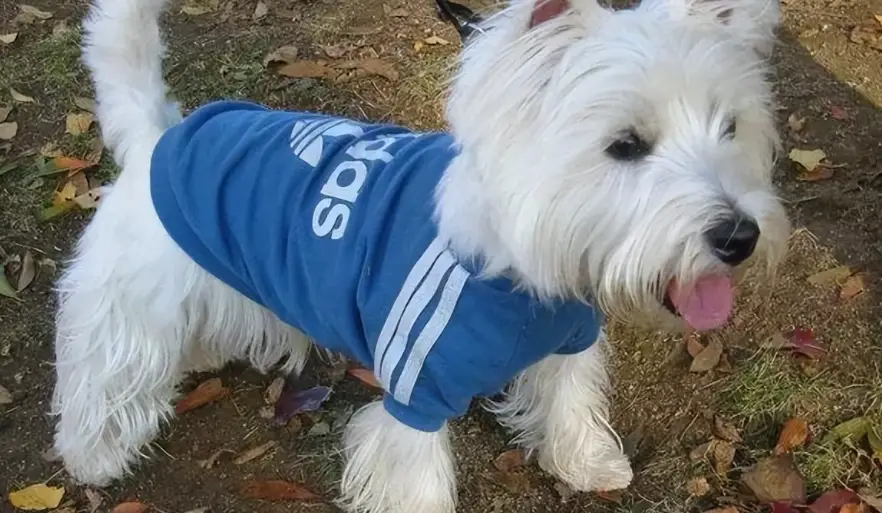 西高地白梗缺點