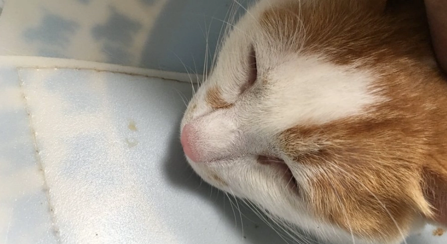 貓膀胱結石手術後的護理