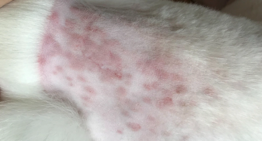 狗狗皮膚病預防