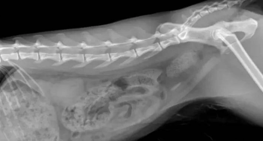 貓結石術後照顧