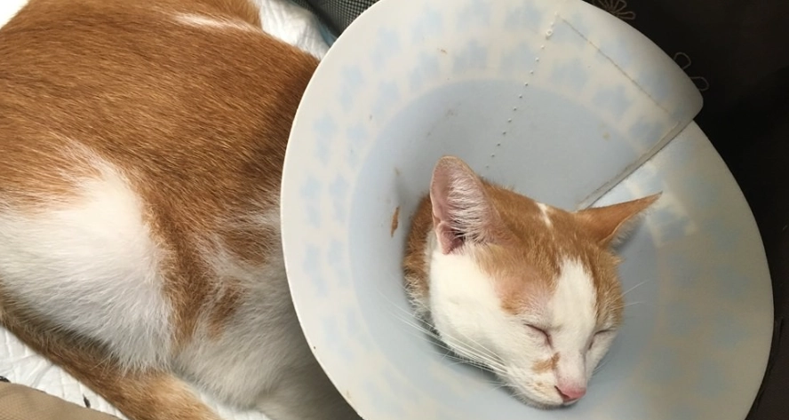 貓膀胱結石手術後護理