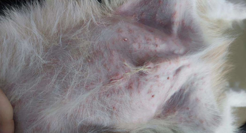 狗狗皮膚病預防