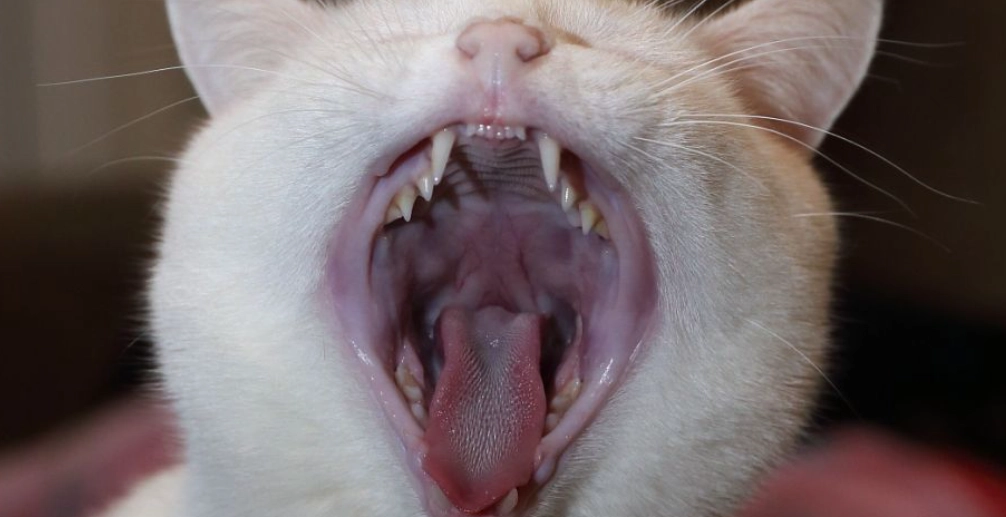 貓牙齦炎
