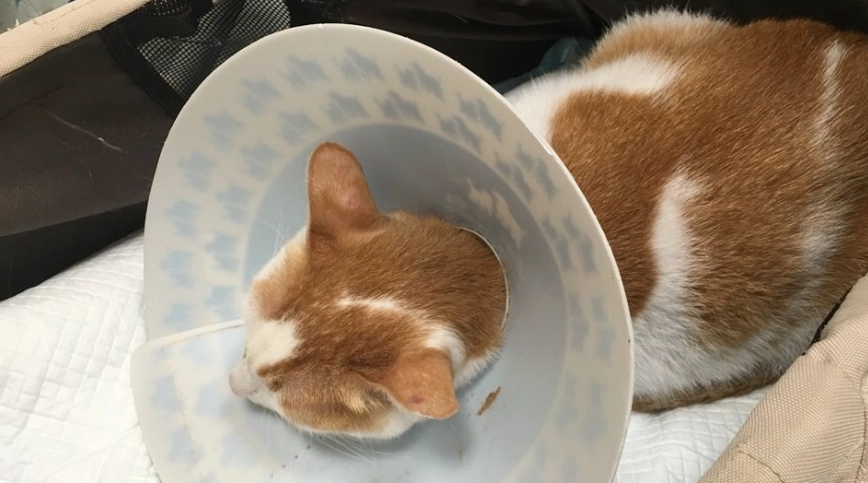 貓結石術後照顧