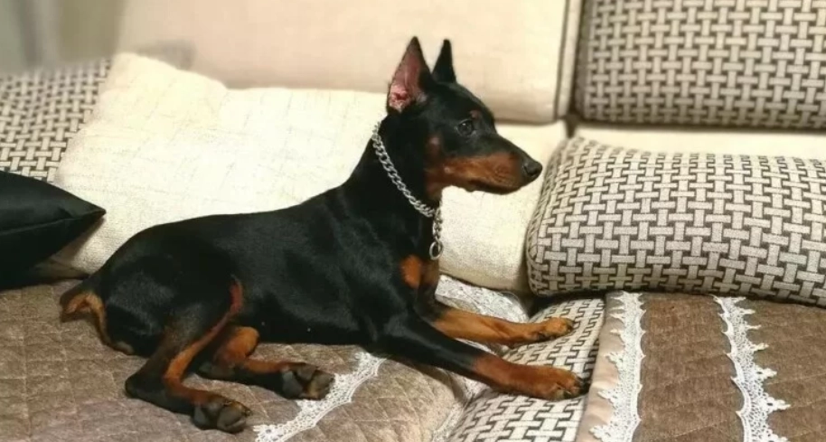 迷你杜賓犬飼養困難 迷你杜賓犬飼養困難