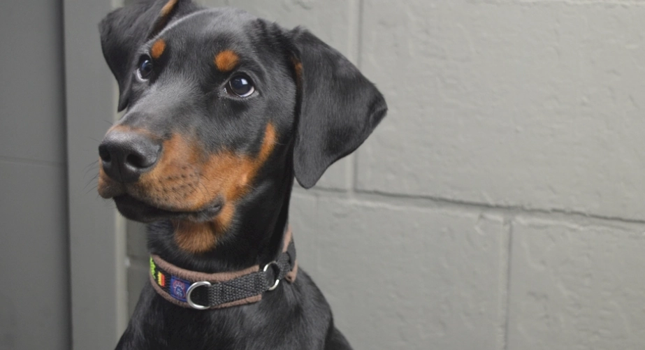 迷你杜賓犬缺點