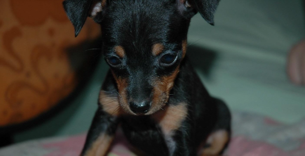 迷你杜賓犬飼養困難 迷你杜賓犬飼養困難