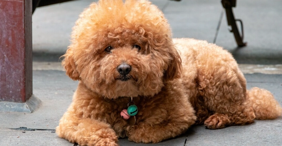 泰迪比熊哪个好养 泰迪比熊哪个好养