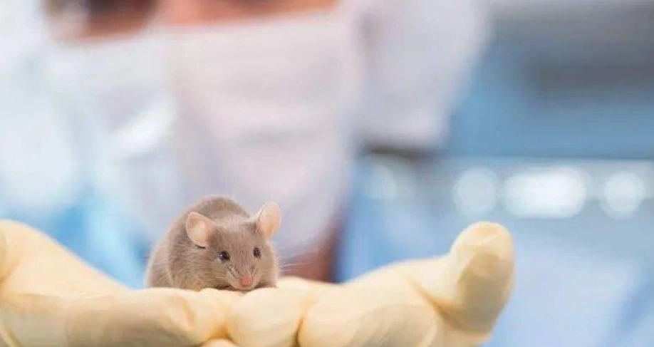 實驗動物倫理 實驗動物倫理