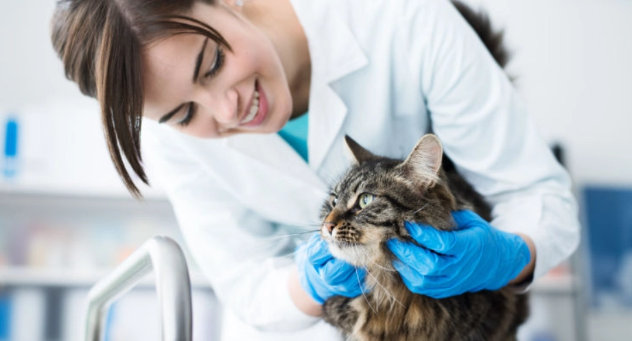 獸醫推薦 獸醫推薦