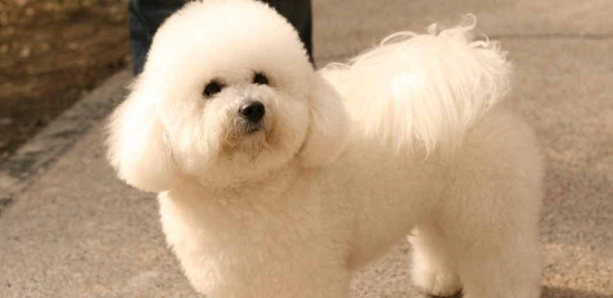 泰迪比熊价格 泰迪比熊价格