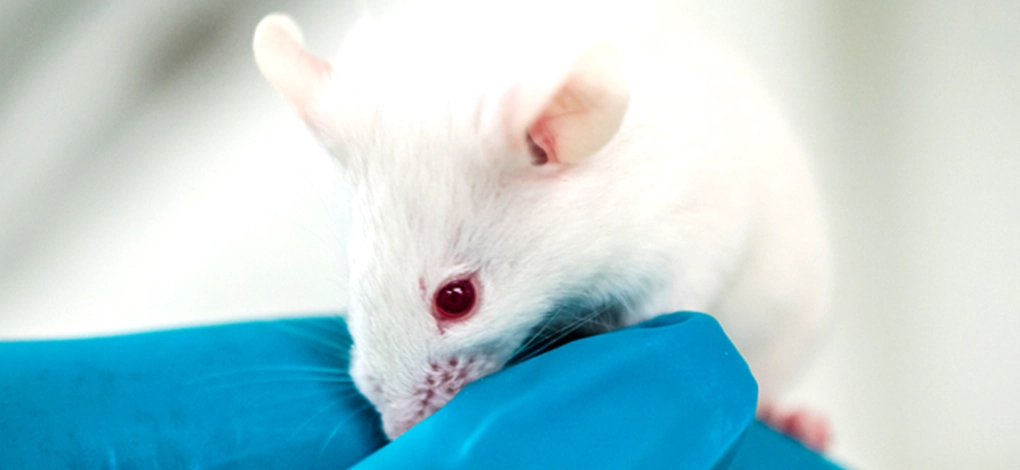 實驗動物倫理 實驗動物倫理