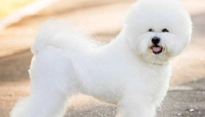 泰迪比熊区别 泰迪比熊区别