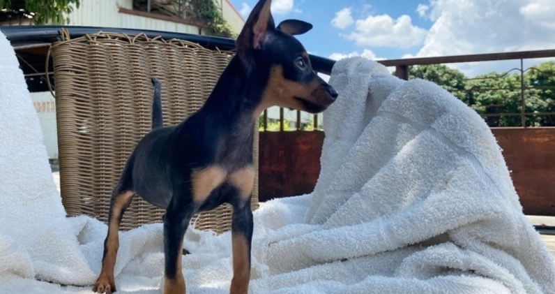 迷你杜賓犬飼養困難 迷你杜賓犬飼養困難