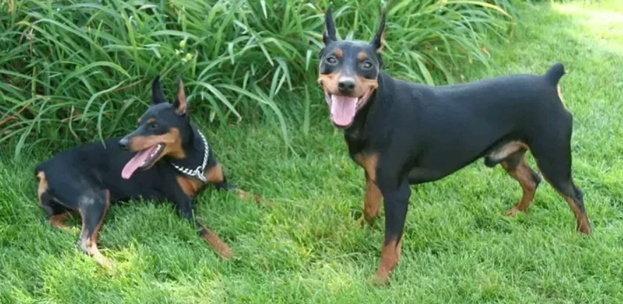 迷你杜賓犬健康問題 迷你杜賓犬健康問題