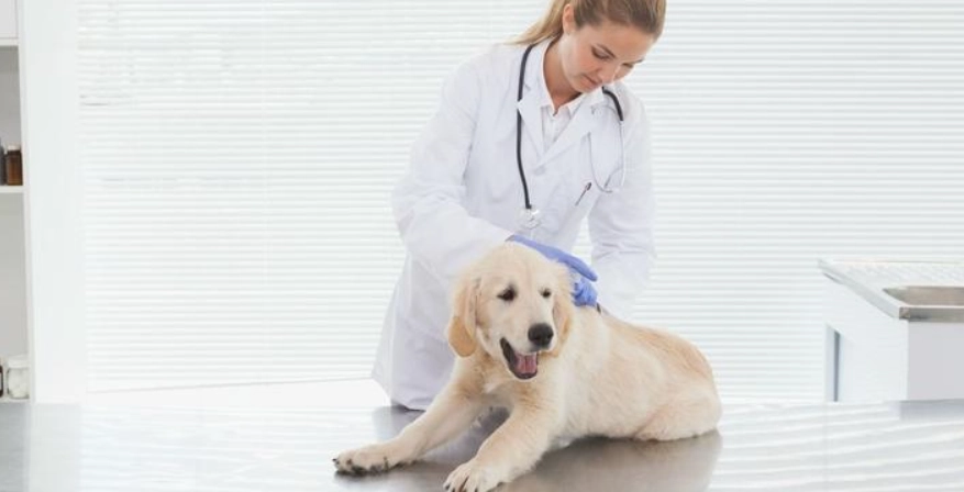 寵物健康檢查 寵物健康檢查