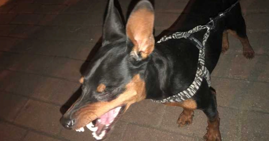 迷你杜賓犬健康問題 迷你杜賓犬健康問題