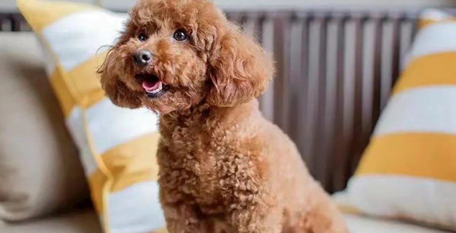 泰迪比熊价格 泰迪比熊价格