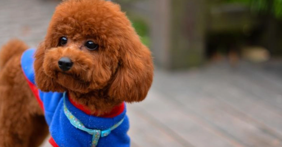 泰迪比熊哪个好养 泰迪比熊哪个好养