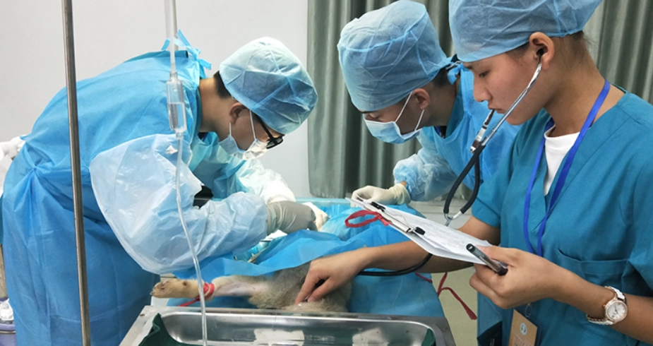 獸醫推薦 獸醫推薦