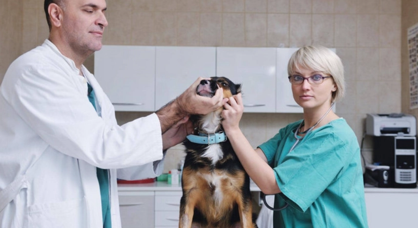 獸醫推薦 獸醫推薦