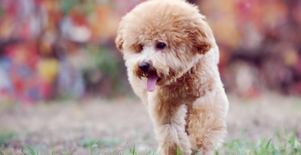 泰迪和比熊的区别