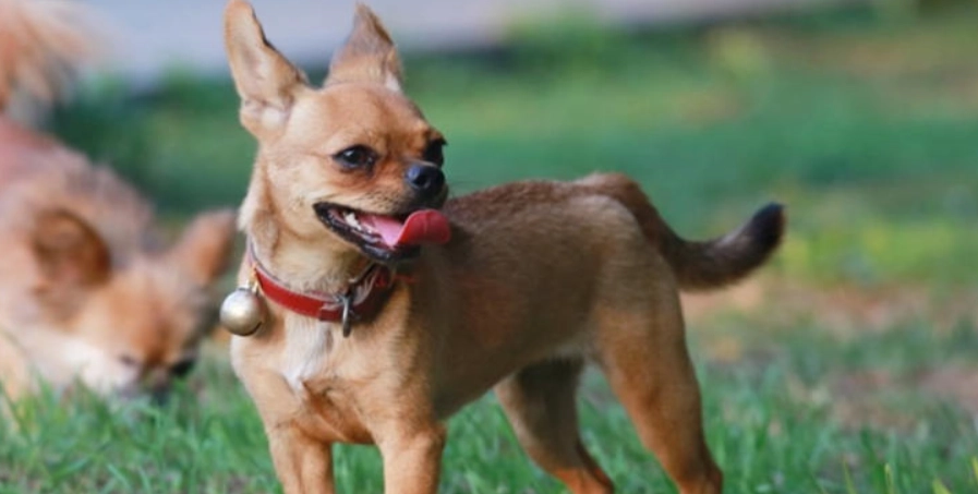 迷你杜賓吉娃娃