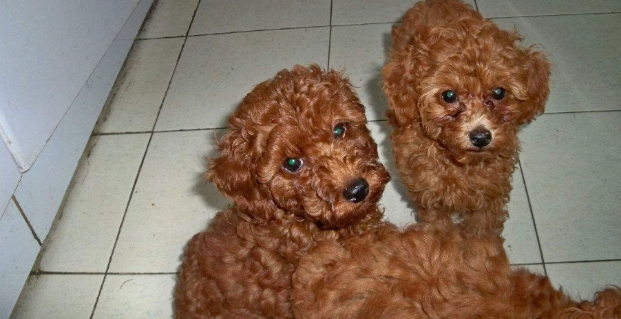 貴賓犬 造型 貴賓犬 造型