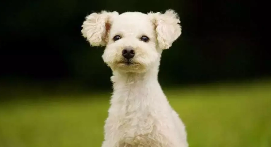 貴賓犬飼養指南